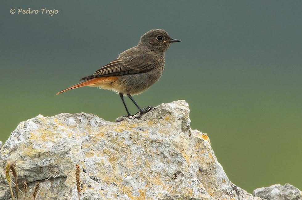 Colirrojo tizón (Phoenicurus ochruros)